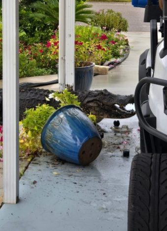 8-foot gator greets new Palmetto couple in driveway