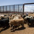 Agriculture secretary to reopen Santa Teresa cattle crossing