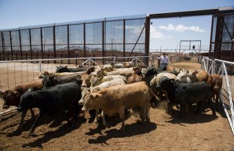 Agriculture secretary to reopen Santa Teresa cattle crossing