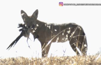 Coyote caught carrying roadrunner in Chatsworth