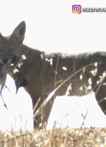 Coyote caught on camera carrying roadrunner in Los Angeles (57)