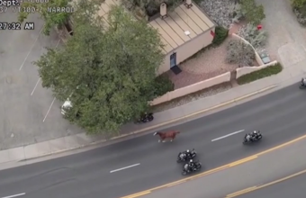Escaped horse corralled on Santa Fe’s Canyon Road