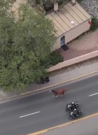 Escaped horse corralled on Santa Fe’s Canyon Road