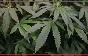 Estancia raid seizes 6,300 cannabis plants from illegal grow operation