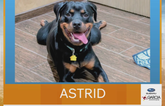 Garcia Subaru Pet Pics: meet Astrid, this week’s New Mexico Living star