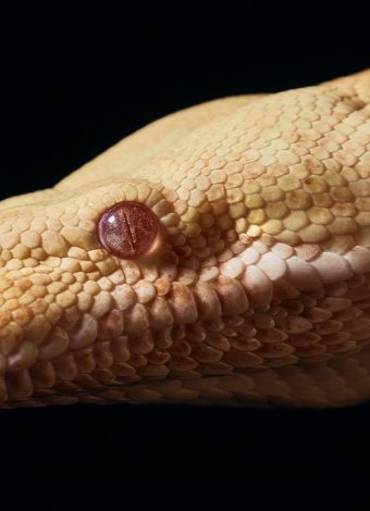 Met auditions snakes for starring role in Mozart opera