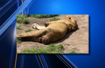 Mexico City sanctuary operator sought after 190 animals rescued