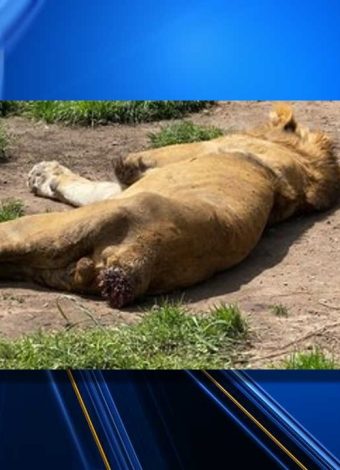 Mexico City sanctuary operator sought after 190 animals rescued