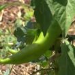 New Mexico chile harvest begins, crop looks average despite drought