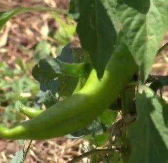 New Mexico chile harvest begins, crop looks average despite drought