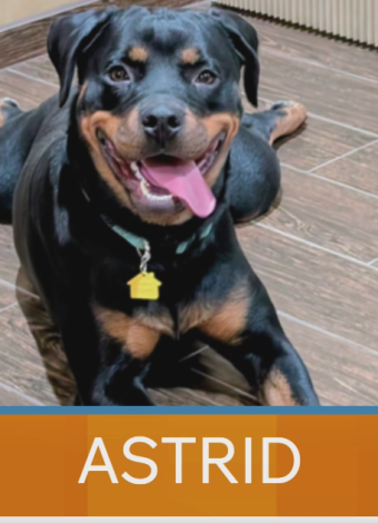 New Mexico Living spotlights Astrid in pet pics segment