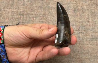 T. rex body temperature was about 97 degrees, study finds