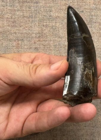 T. rex body temperature was about 97 degrees, study finds