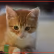 About 1 in 15 house cats carry parasite, study finds