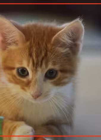 About 1 in 15 house cats carry parasite, study finds