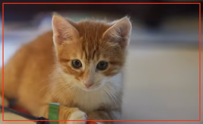 About 1 in 15 house cats carry parasite, study finds