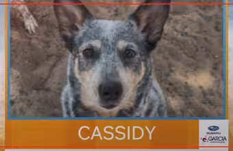 Cassidy featured in New Mexico Living Pet Pics segment Tuesday