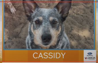 Cassidy featured in New Mexico Living Pet Pics segment Tuesday