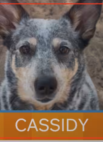 Cassidy featured in New Mexico Living Pet Pics segment Tuesday