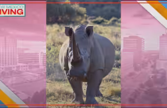 Diana Deblanc highlights Albuquerque rhino conservation efforts in South Africa
