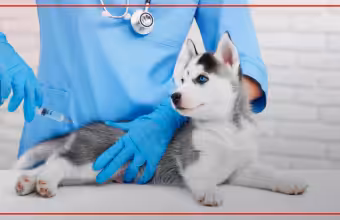 Low-cost pet vaccine clinic coming to Nob Hill in Albuquerque
