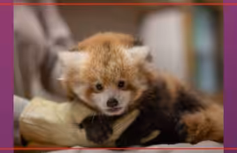 National Zoo seeks public help to name red panda in Front Royal