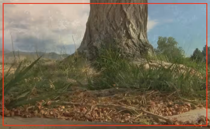 Neighbors fight to save cottonwood trees at Albuquerque park
