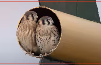 These are the hawks and falcons living in Albuquerque neighborhoods