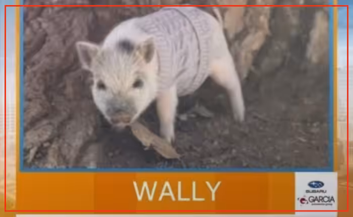 Wally featured as Friday’s pet pic on New Mexico Living